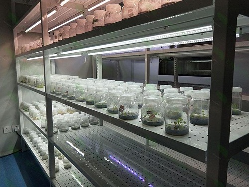 栖霞植物组织培养实验室设计建设方案